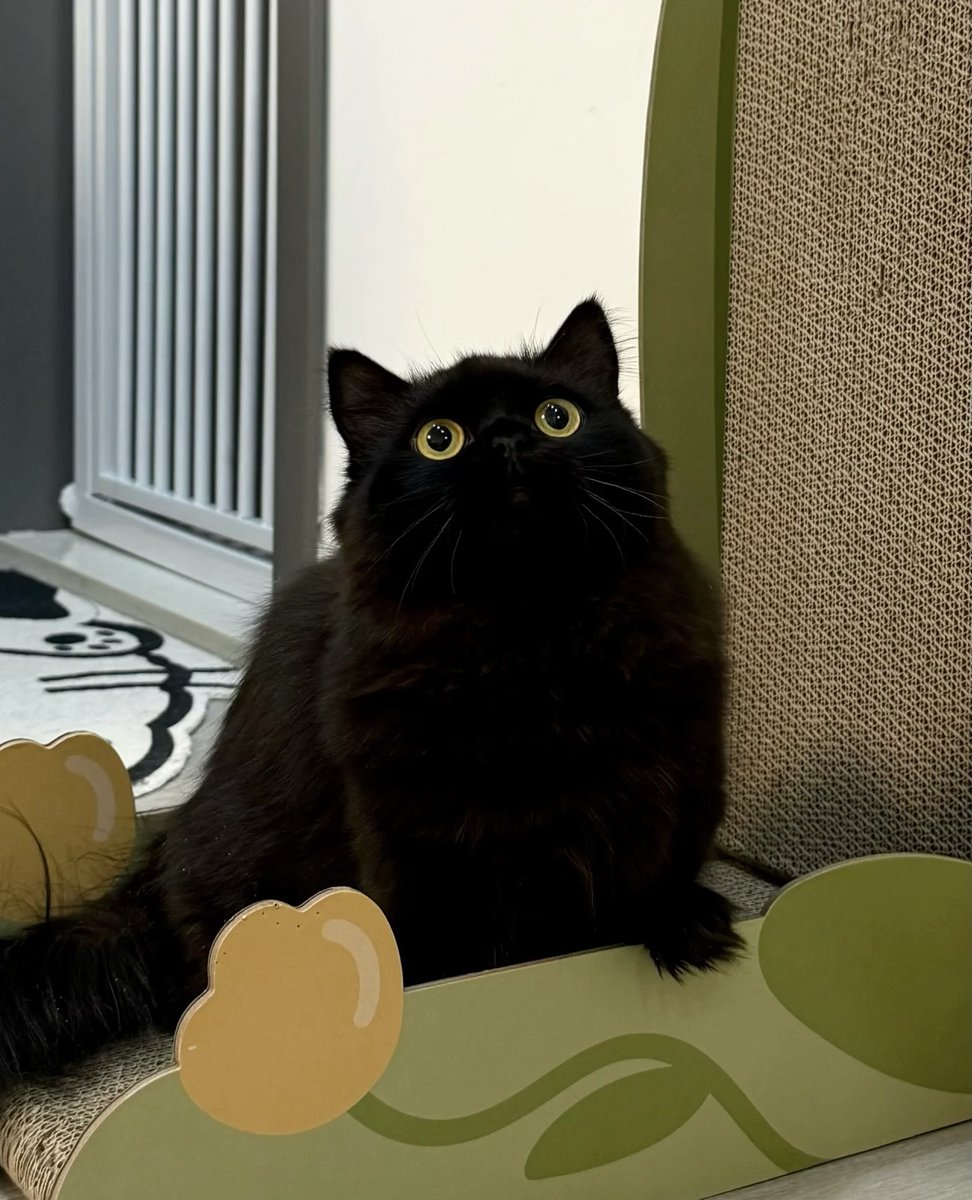 DonnaMartin87's tweet photo. A little ball of coal. #Cat https://t.co/yTVvSDvKyj