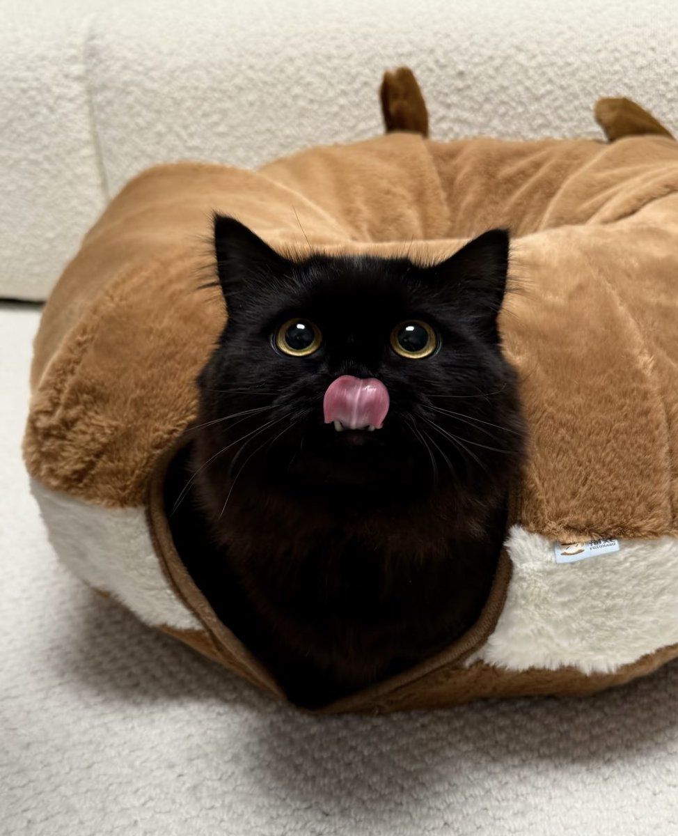 DonnaMartin87's tweet photo. A little ball of coal. #Cat https://t.co/yTVvSDvKyj