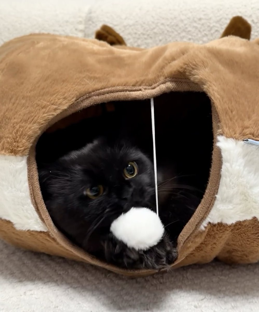 DonnaMartin87's tweet photo. A little ball of coal. #Cat https://t.co/yTVvSDvKyj