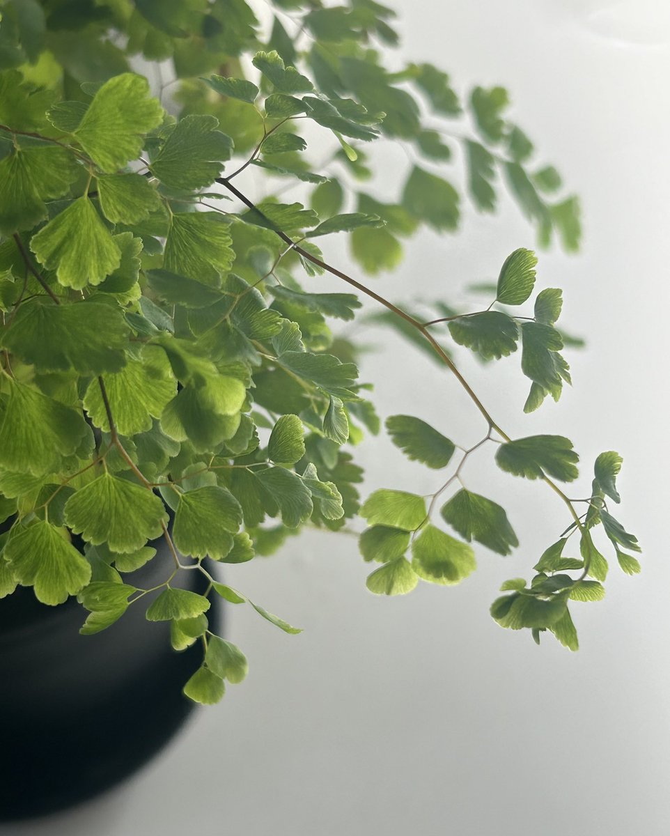 年末年始
引っ越し作業があり
忙しく💦やっと少しずつ
落ち着きつつあります☘️
環境が変わるのも新鮮☘️
今年も宜しくお願いします🌼
朝の掃除を終わらせ
コーヒーを飲みながら
観葉植物🪴を眺める時間に
幸せを感じます✨
小さい赤ちゃん葉っぱが出て来て可愛いらしくて癒されます☘️