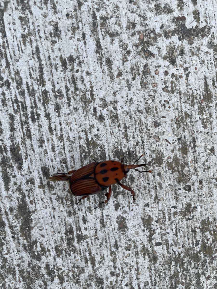 chachobonino's tweet photo. Me encontré con este nene caminado por Carrasco. Conocidos de ⁦@Nachogoi⁩ https://t.co/BPK2SIOG9X