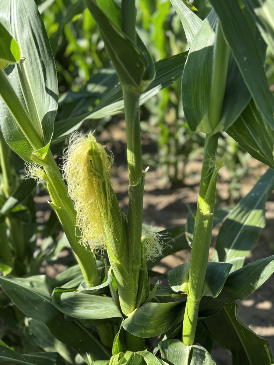 Gustavothiessen tweet media