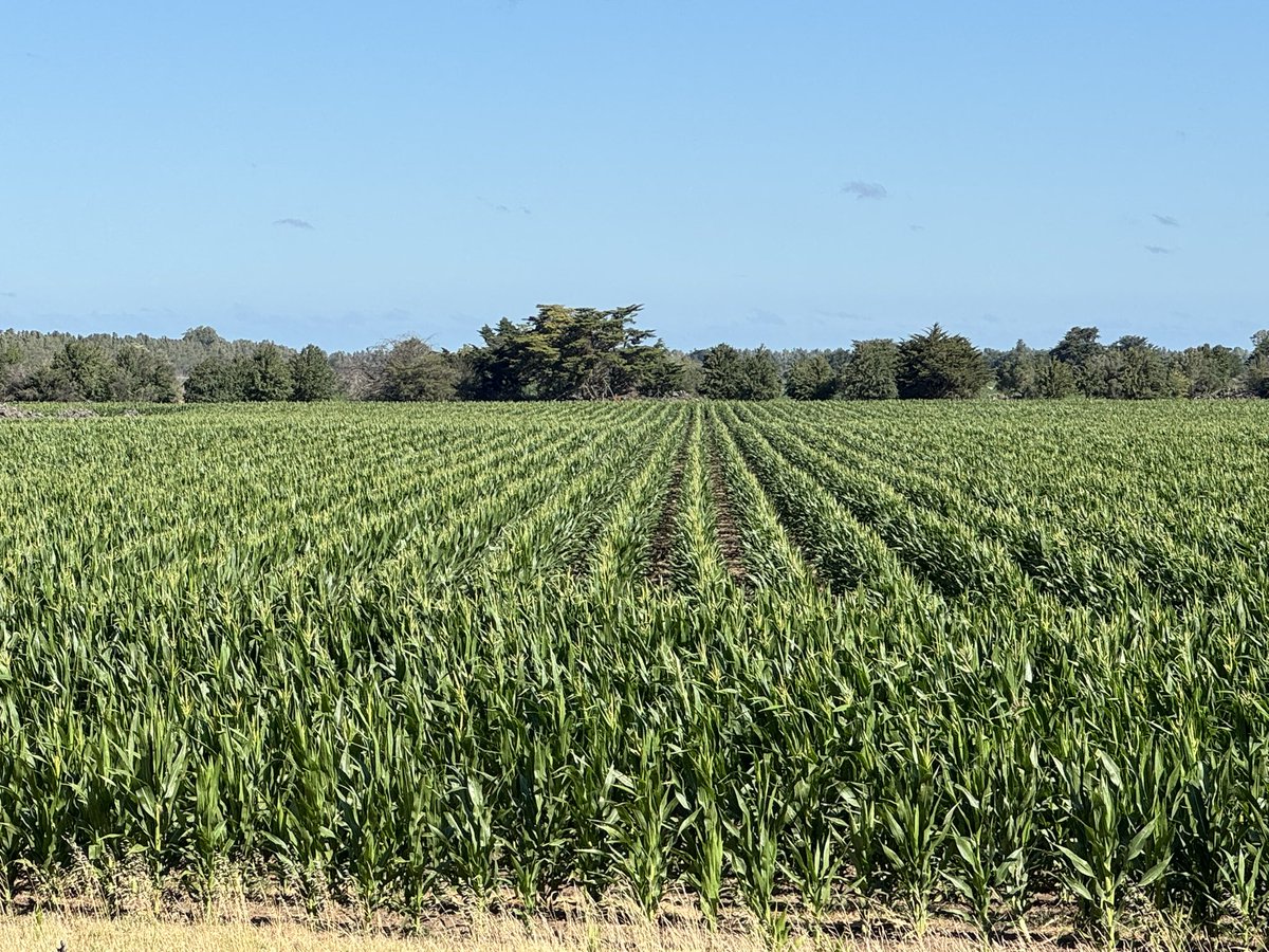 Gustavothiessen tweet media