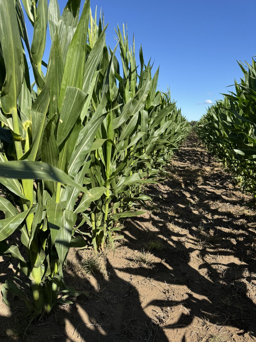 5to año maíz ultra baja densidad con 14 mil plantas macollador, a 1,4 mts entresurco  de 5 a 7 mil kg/ha  en la probabilidades si sigue acompañando, como diría riverito… a cruzar los dedos