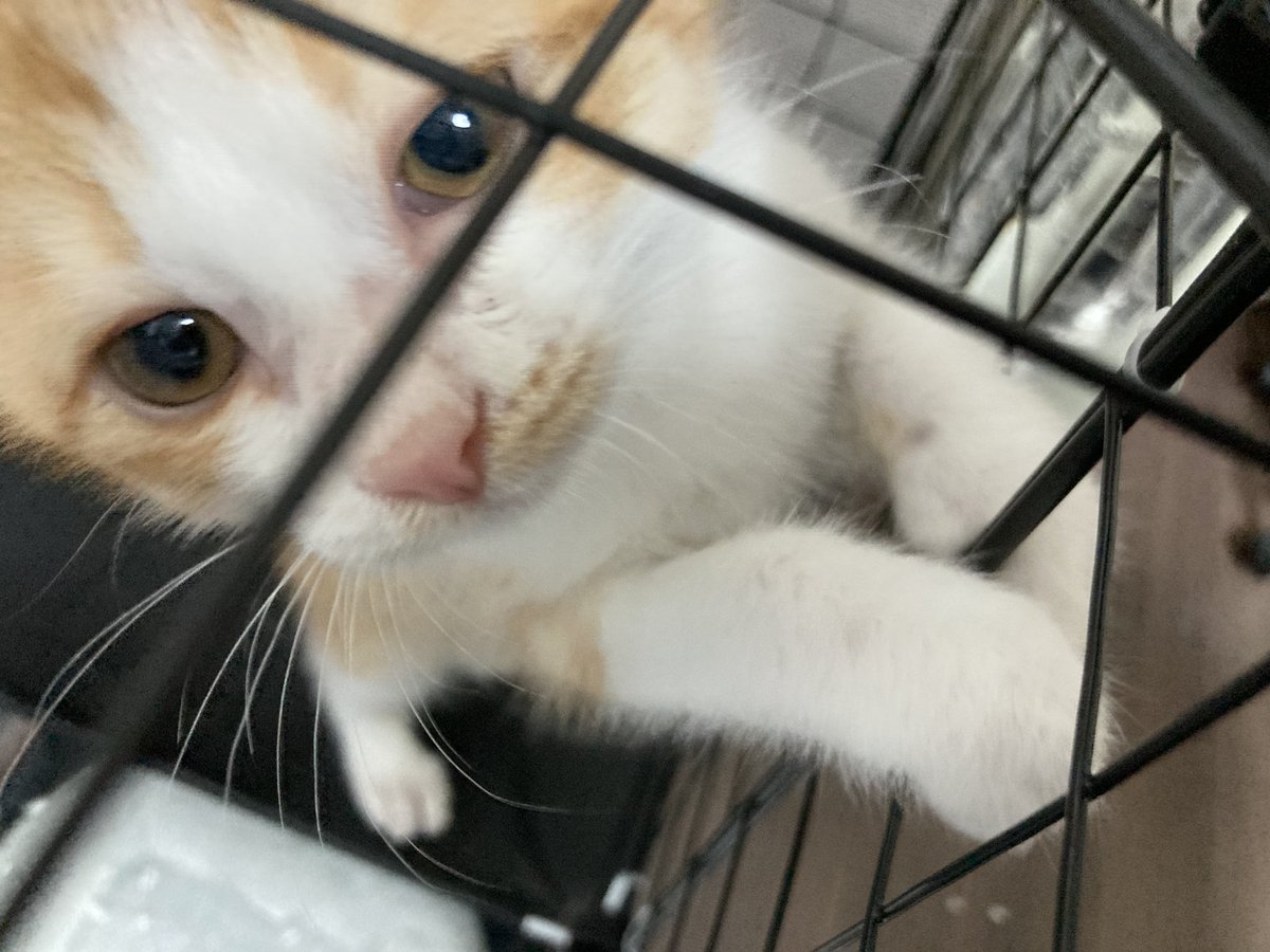 ※固定は必ず読むとても大事！
 
・愛猫家  
・自作PC好き（初自作はPenIIの頃)
・ゲーム好き  （ジャンル問わず）
・青森生まれ藤沢育ち横浜市在住の昭和人
・バイクや車が好き   
・料理や家事が好き
・不幸引き寄せ体質    
・プレキャン大好き    
・自由で癖の強い発言多め