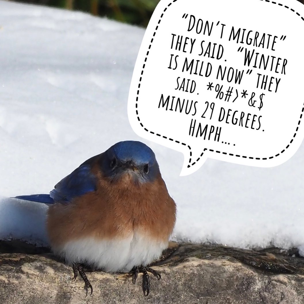 uogarboretum's tweet image. The Arboretum’s Bluebirds are NOT pleased. #ButTheyWillBeFine #DontWorry #WinterBirds #EasternBluebird
 Photo by @earley_birder
#UoGArboretum #UofG #Guelph