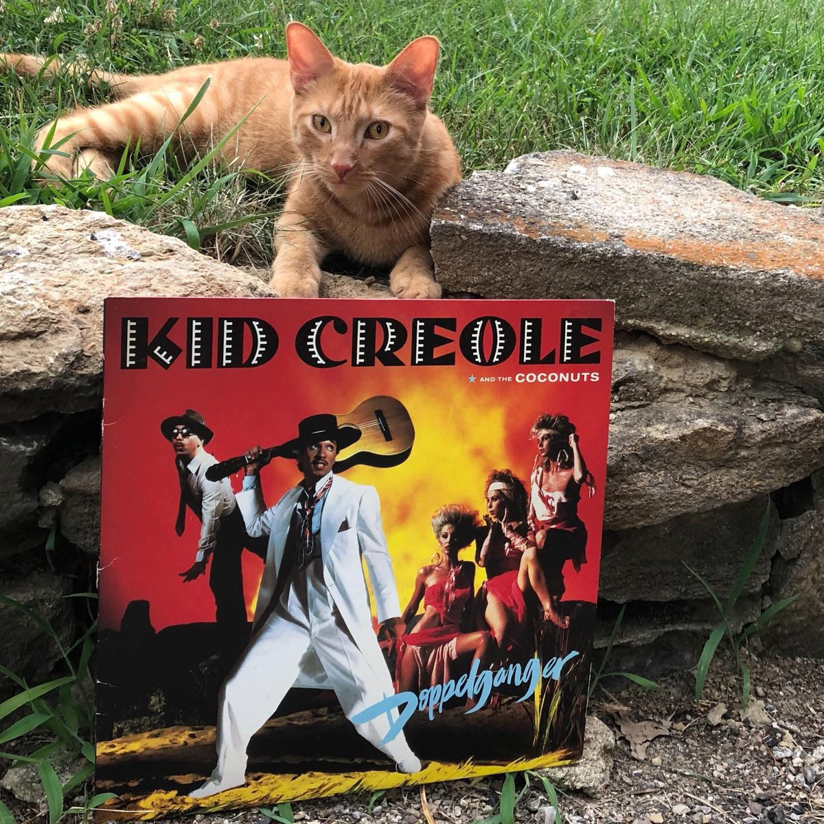 jsmallseattle's tweet image. TUESDAY SPINS
DOPPELGÄNGER (1983)
Here is Mick with the fourth album from Kid Creole and the Coconuts.
Favorite tracks are “If You Wanna Be Happy", “Back In The Field Again", “There's Something Wrong In Paradise", and “The Lifeboat Party".