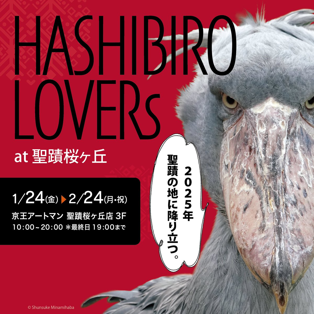 ♡ハシビロコウさま♡ ✨イベント情報✨／ 1/24から「HASHIBIRO LOVERs at 聖蹟桜ヶ丘」を初