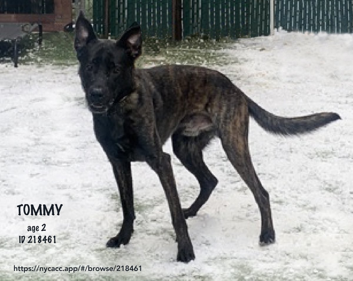 EASpenser's tweet photo. Calling all #ShepherdLovers! #SpecialDog
TOMMY, age 2๐#IAmTerrified
Look at this GORGEOUS dog. His unusual dark brindle is stunning, but he's had a very hard time of it. Tommy's story:
https://t.co/fKMu8Bug0l
He needs OUTโ#Foster home ASAP
https://t.co/3TFzCmz29c
#Pledge4Rescue https://t.co/INpfmEjBuz