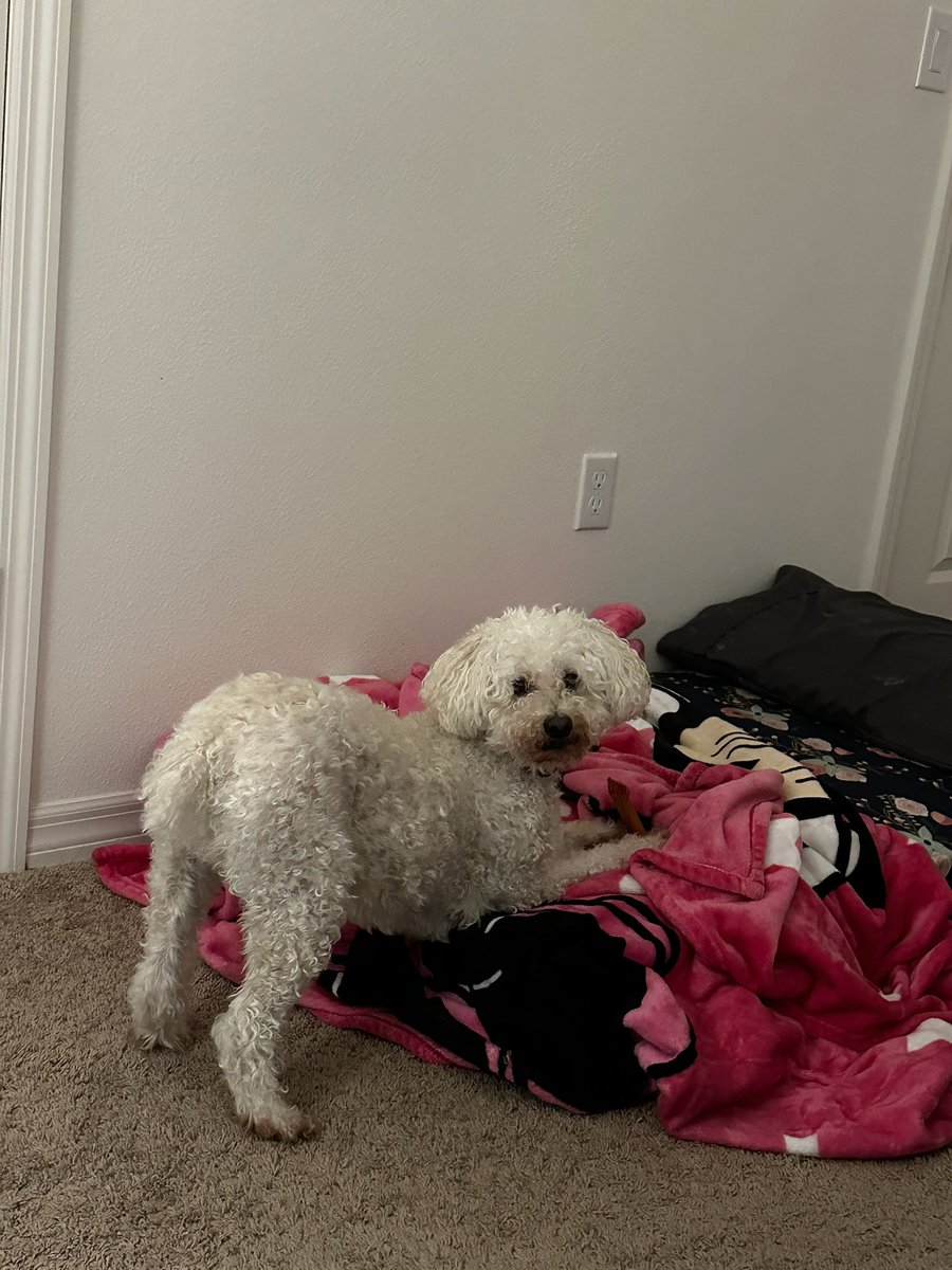 PoodleBoyLoki's tweet photo. Who me ? https://t.co/b4OolkVSF0