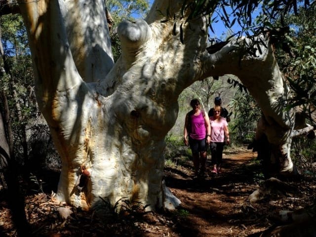 TrailHikingAust's tweet photo. Gum Grove Trail is a 1.5km, grade 3 hike located in Mount Augustus National Park, Western Australia. The hike should take around 45 minutes to complete.
#hiking #bushwalking #trailhikingaustralia #TrailsWA #WalkWA #HikeWA #WesternAustralia #MountAugustus
https://t.co/NrsV5O8a9Q https://t.co/ySplPiXyJU
