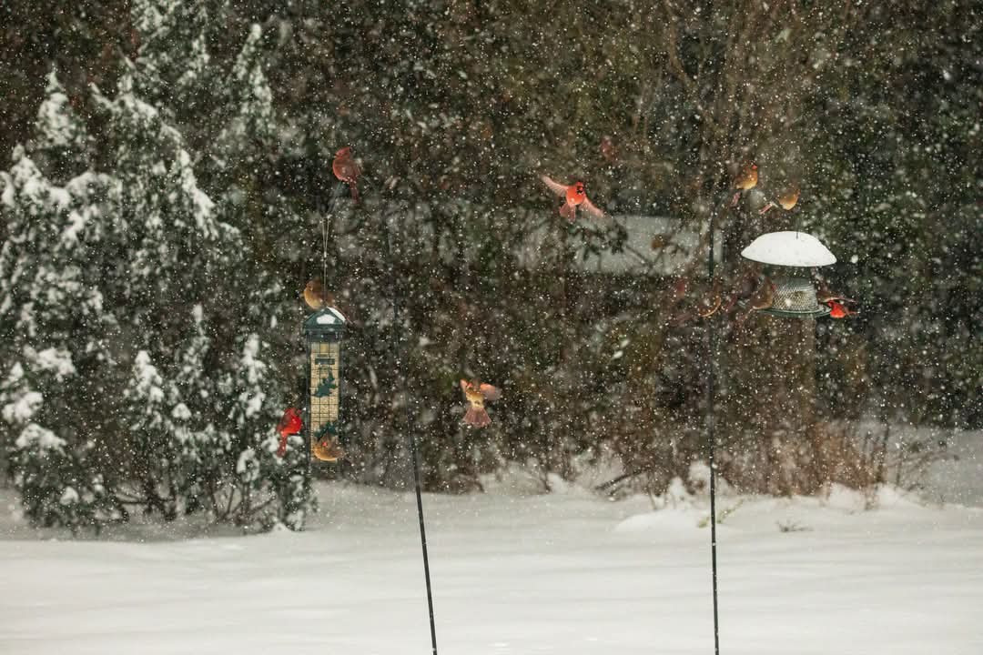 maxjewel's tweet photo. Cardinals at the end of a snow day in West Mobile, AL.  #westmobile #alabamaweather @NWSMobile @ThomasGeboyWX https://t.co/zVJgzW6WOk