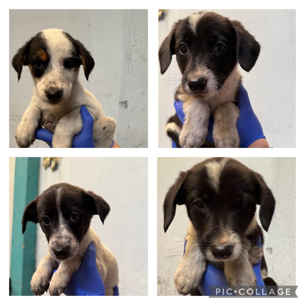 No__Importa's tweet image. Hembras, criollas, 2 meses en adopción ✨
Info conmigo al interno :) 
Favor compartir ❤️‍🔥