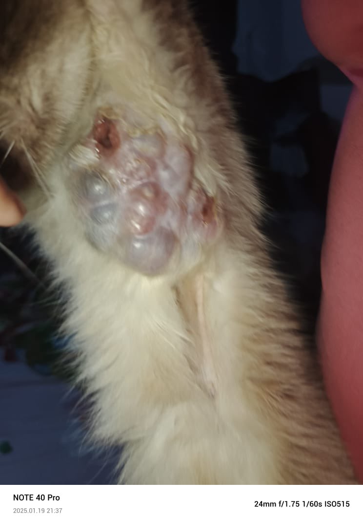 Necesitamos del apoyo de todos esto Ángeles terrenales padrinos y madrinas mágicas que nos colabores asi sea con 1$ para poder reunir el dinero para pagar la consulta de esta gata comunitaria que sea evaluada por esta malformación que le salió en aproa nos sale en 15$