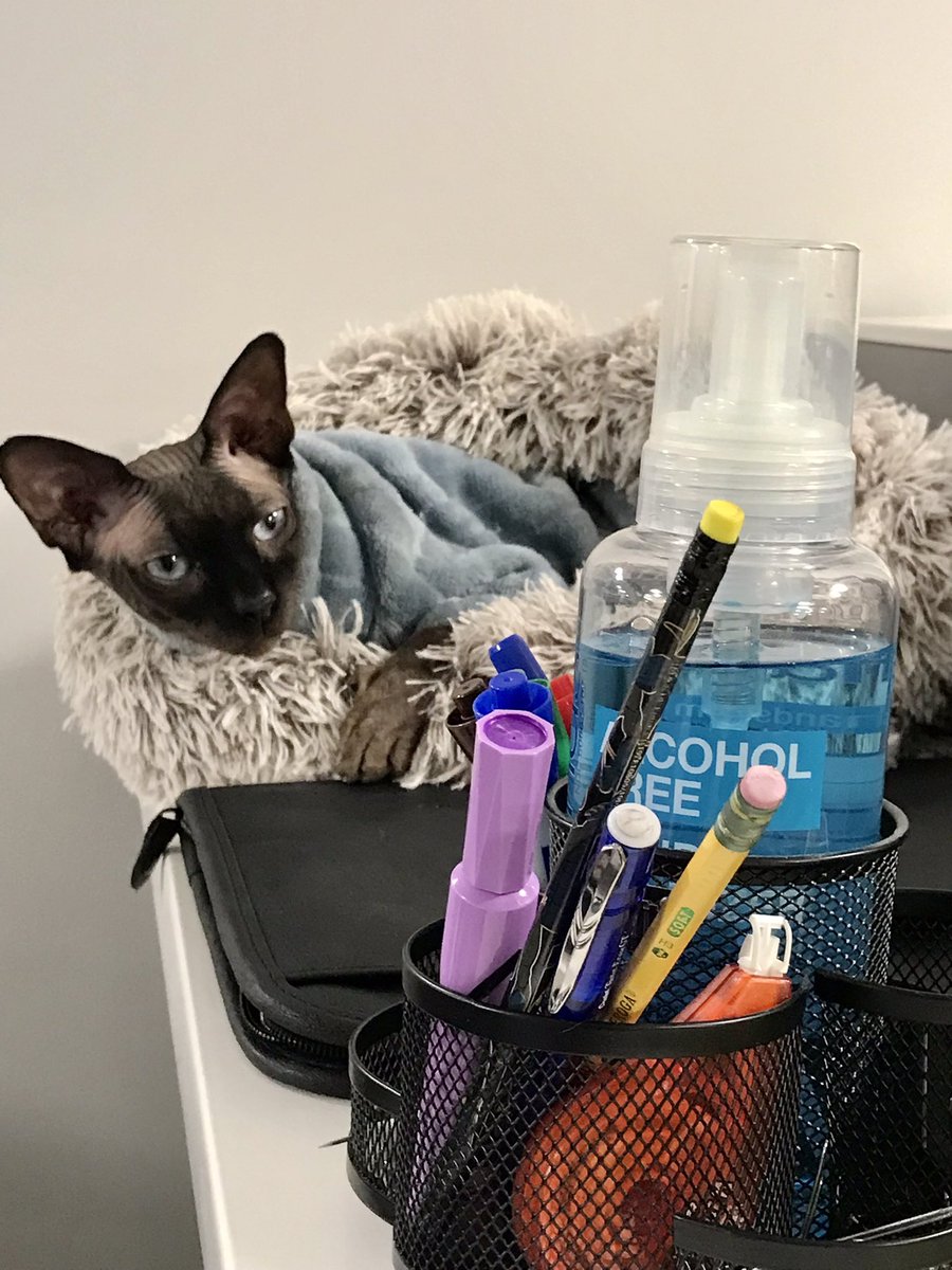 ChristinaHagerD's tweet photo. Today the @Market_Mentors menagerie featured Bingus, the hairless cat. #officeanimals https://t.co/Byffp9NGHr