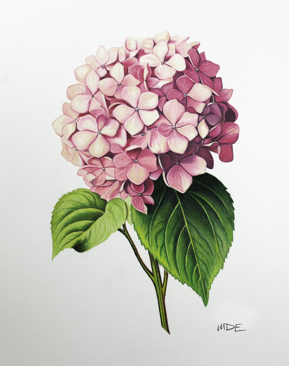 Do you think I should do more flowers in this style to make a series? If so, which flowers? Comment below! 

mdearts.com