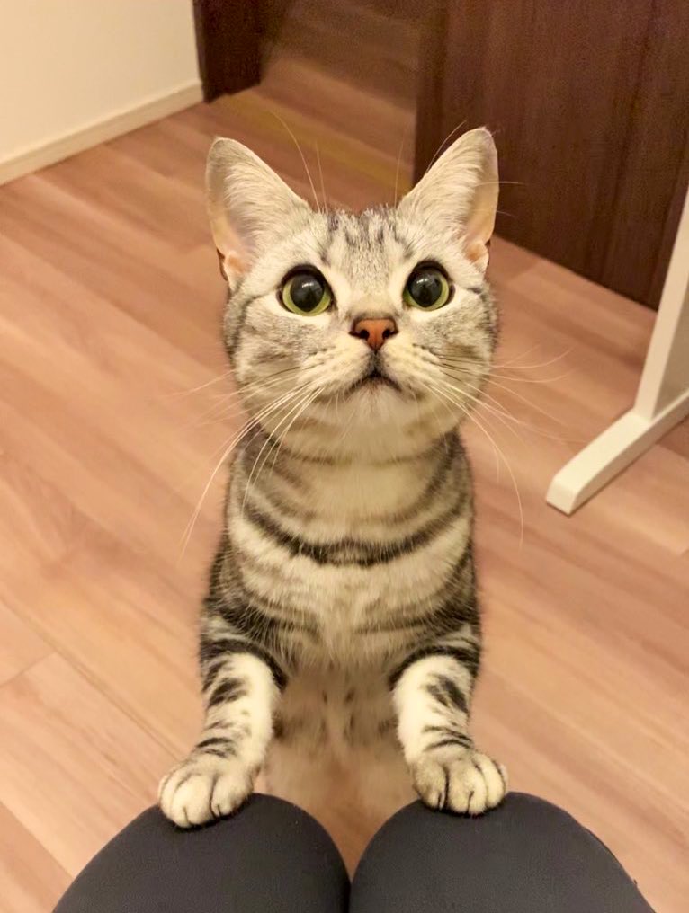 cat_anko3's tweet image. 名前よんだら駆けつけてくれるねこ