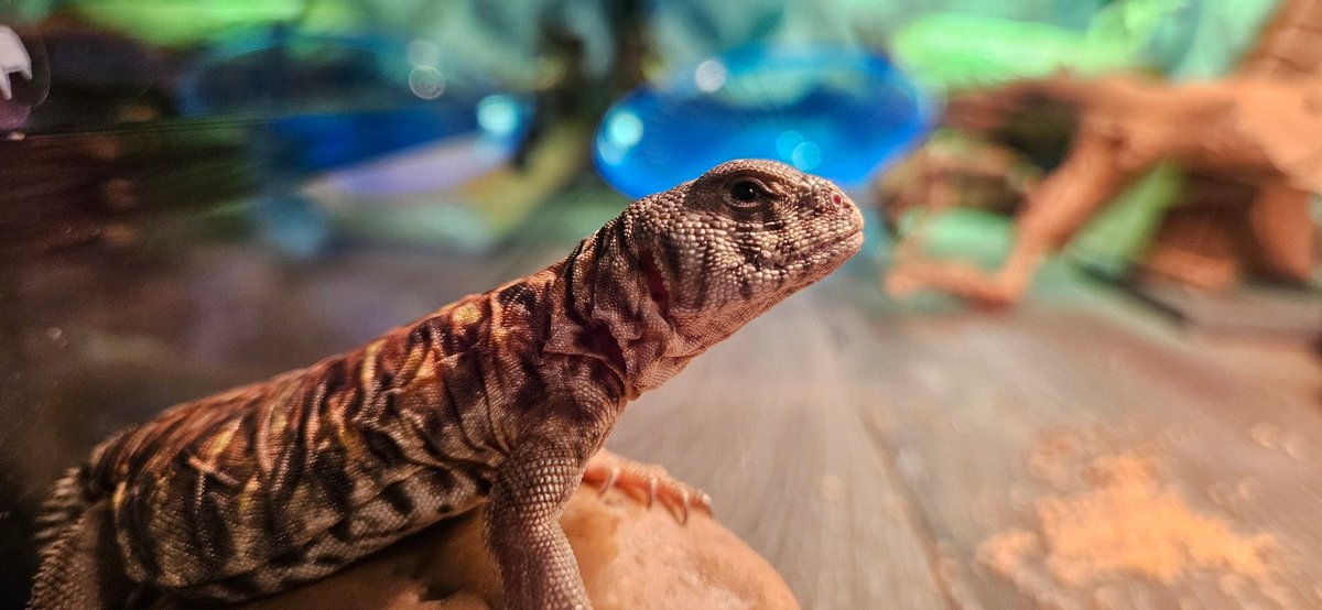 Waffles and Mango tweet media