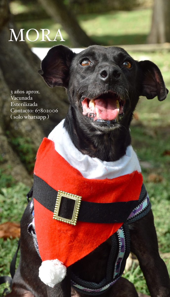 depataenpata_'s tweet photo. Muchos perritos en adopcion esperando un hogar para siempre 🥺🙏🏻 https://t.co/zoCqlVgTSK