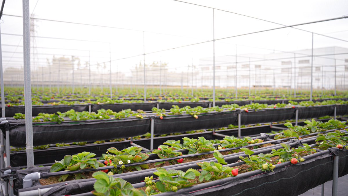 taichungtravels's tweet photo. A new way to experience the 2025 strawberry season! Low-pesticide vertical strawberry farms we recommend!
2025年のイチゴ狩りは、ひと味違う体験を!
高設栽培で減農薬のイチゴ園がオススメ!
#strawberi #quảdâu #딸기 #สตรอเบอร์รี่ #stroberi https://t.co/S0FhlID9jD