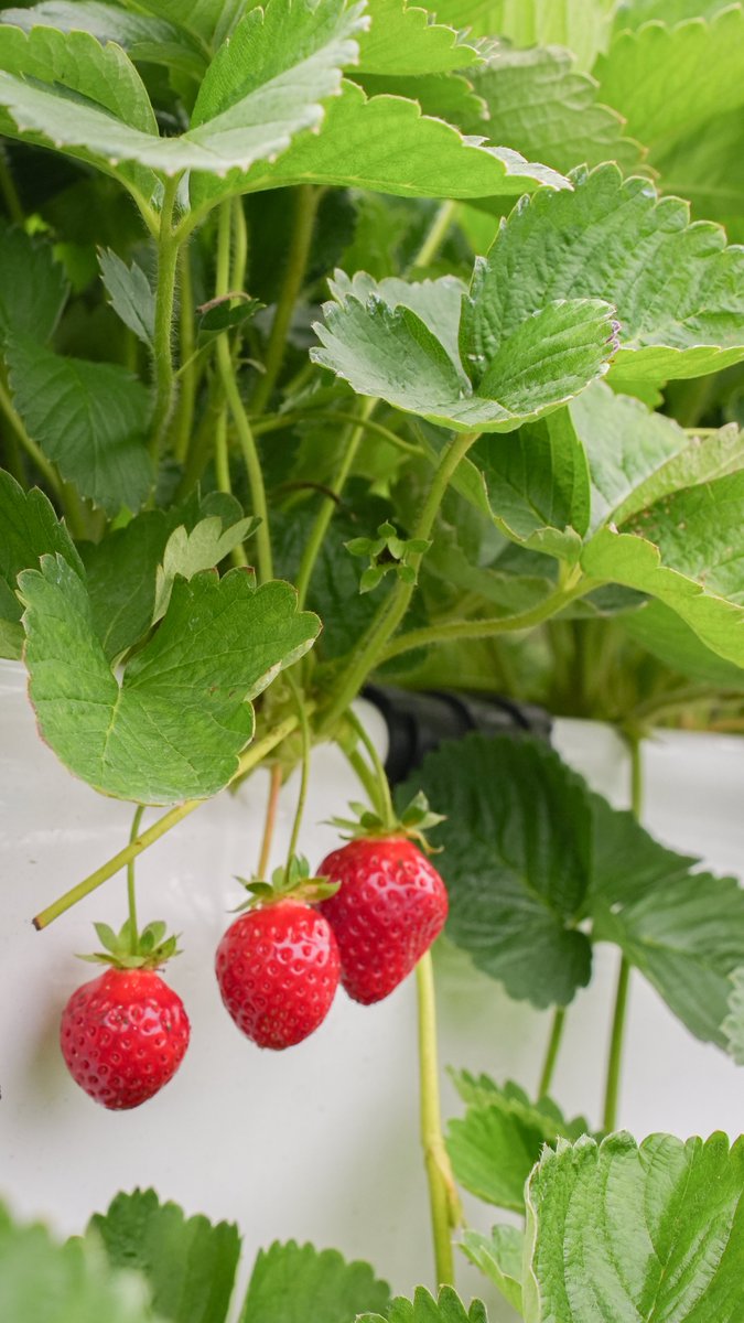 taichungtravels's tweet photo. A new way to experience the 2025 strawberry season! Low-pesticide vertical strawberry farms we recommend!
2025年のイチゴ狩りは、ひと味違う体験を!
高設栽培で減農薬のイチゴ園がオススメ!
#strawberi #quảdâu #딸기 #สตรอเบอร์รี่ #stroberi https://t.co/S0FhlID9jD