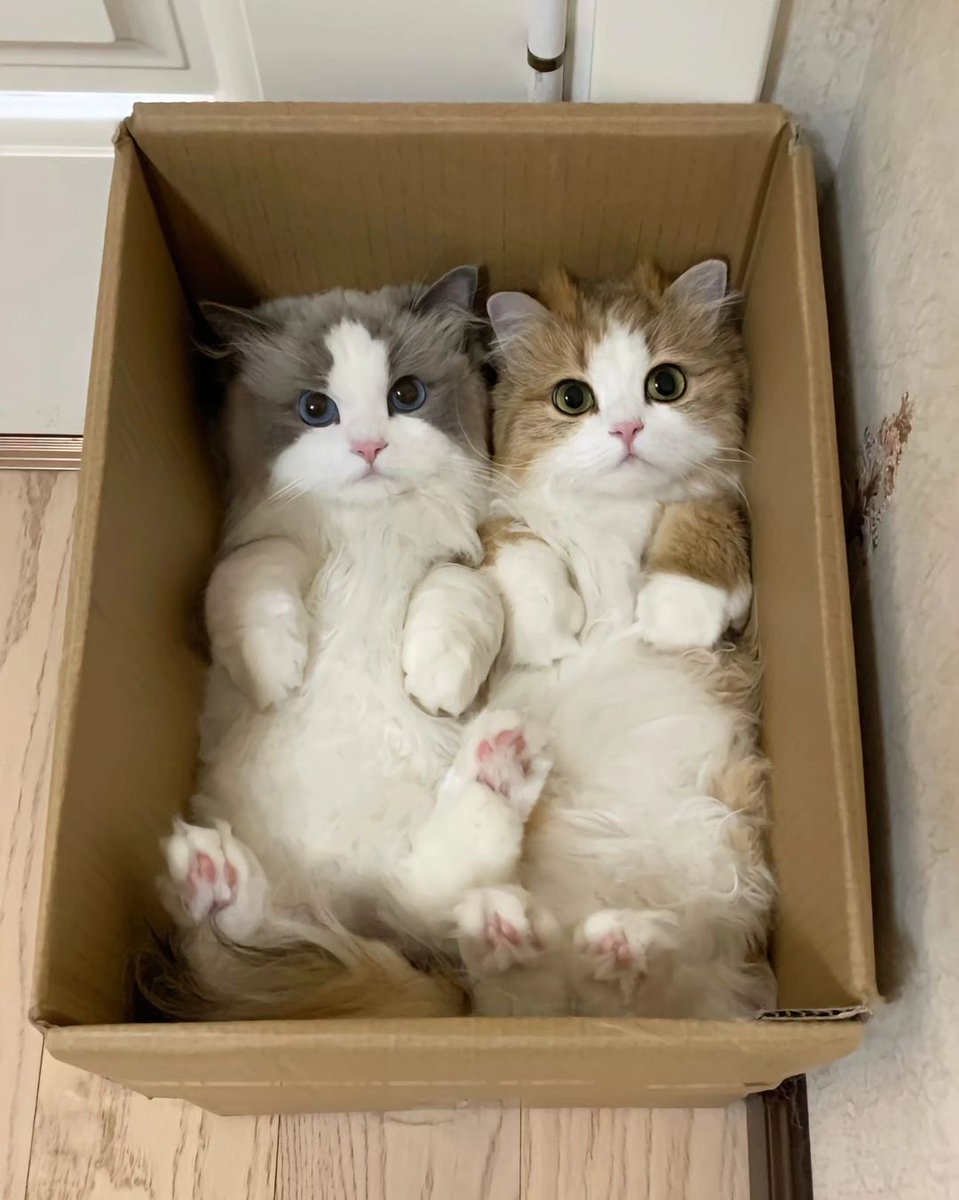 TheCatsX's tweet photo. In a box https://t.co/QvtldH8N5F