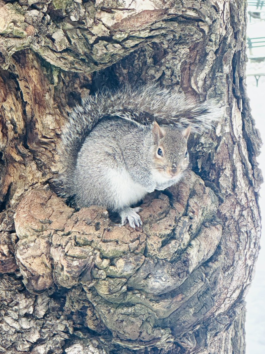 MartinaCurtin's tweet photo. Day 21 #100daysofwalking
A cold Boston day and the squirrels are taking it in stride!
#Bostonwinter
#coldsnap
#sweaterweather
#walkingfamily
#nature
@NTBreakfast @NewstalkFM @mnamheiricea https://t.co/OoB7vy7meg