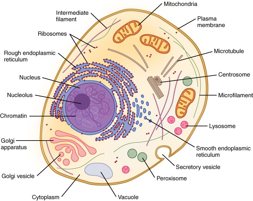 justin_ternes's tweet image. Our visual understanding of
mitochondria has gone from
this… to this