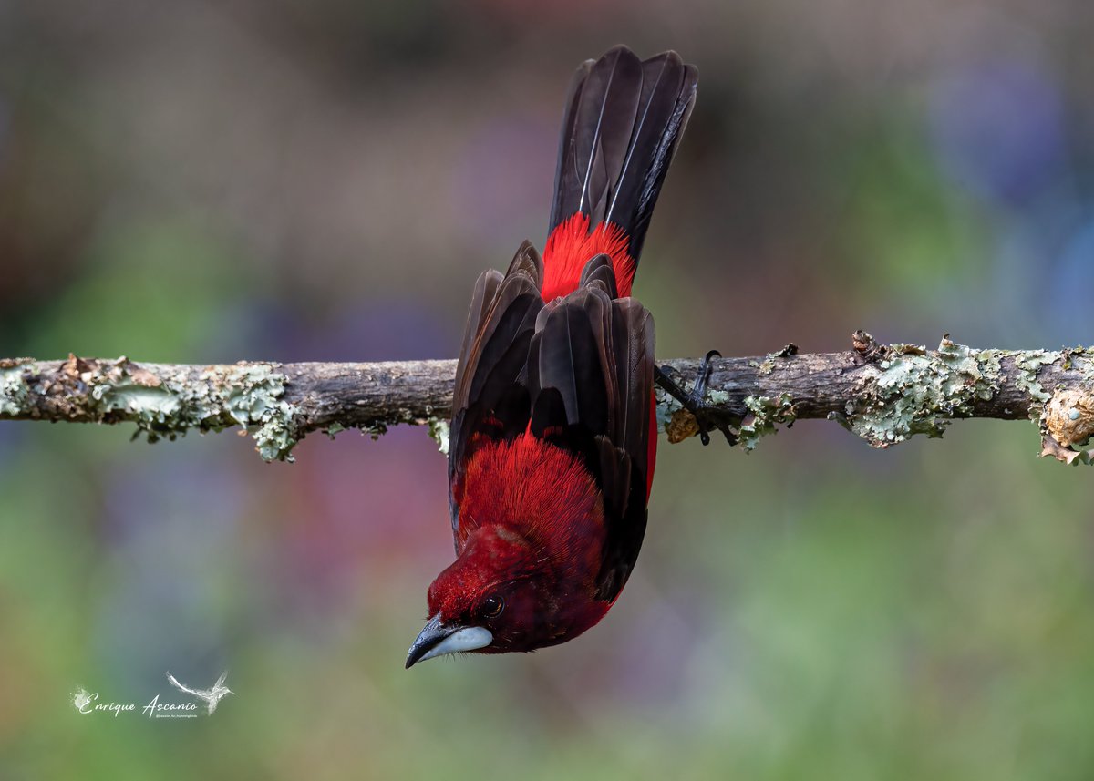 AHummingbirds's tweet photo. Toche Pico-de-plata/Crimson-backed Tanager/Ramphocelus dimidiatus https://t.co/l9hJqr3rQy