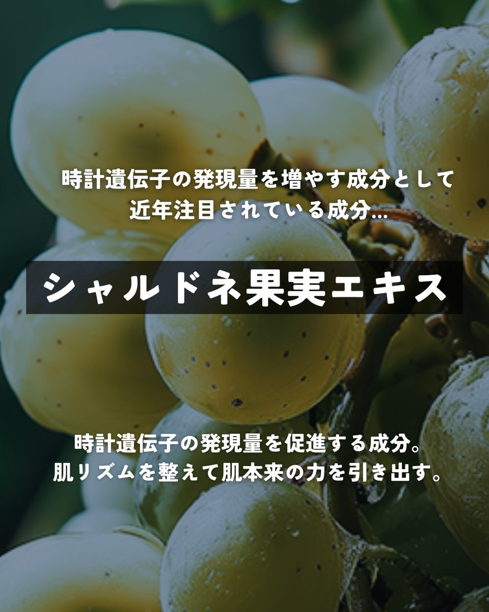kaktas_styling's tweet photo. 「寝不足向けスキンケアってなに？」を解説💡

①肌を守り回復する時計遺伝子が存在
②不規則な生活では時計遺伝子の機能が弱まる
③時計遺伝子の発現量を促進する成分登場
④その成分をコンセプトに設計

#KAKTAS
#オールインワン
#スキンケア https://t.co/Le17N9PZZb