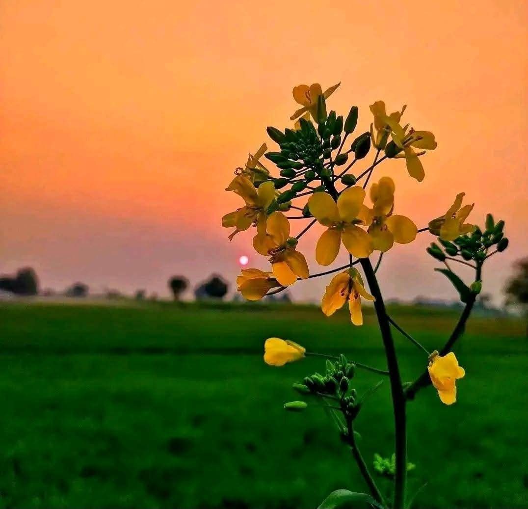शहर तुम अपने हिस्से का अस्तित्व सम्भालो,
गाँव ने अपने हिस्से का सौंदर्य सम्भाले रखा है..❤️🌻
