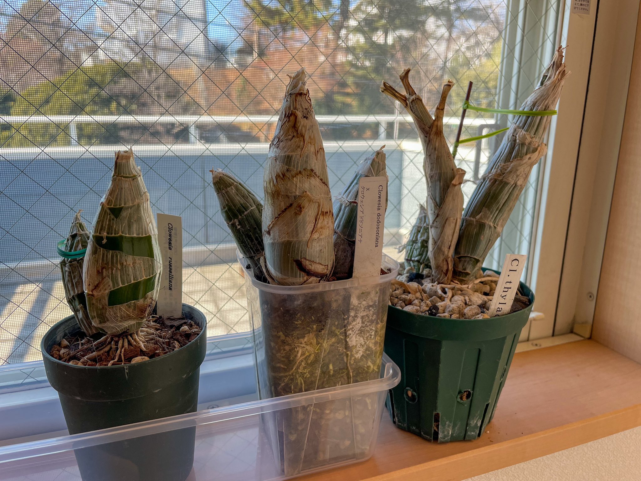 タケノコ蘭 Clowesia russelliana クロウェシア タケノコ蘭 Clowesia russelliana クロウェシア 原種タケノコ蘭