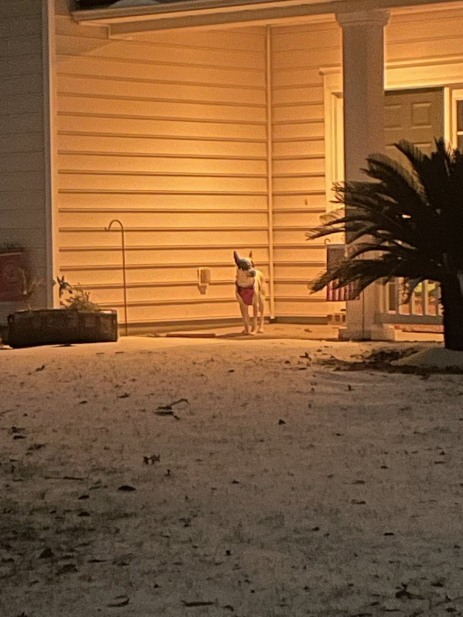 mrslorijg's tweet photo. Great โ๏ธ walk๐Bones did ok, but he beat me home๐ฅถ
#ChsWx #Wescott https://t.co/x9bS43t9Yi