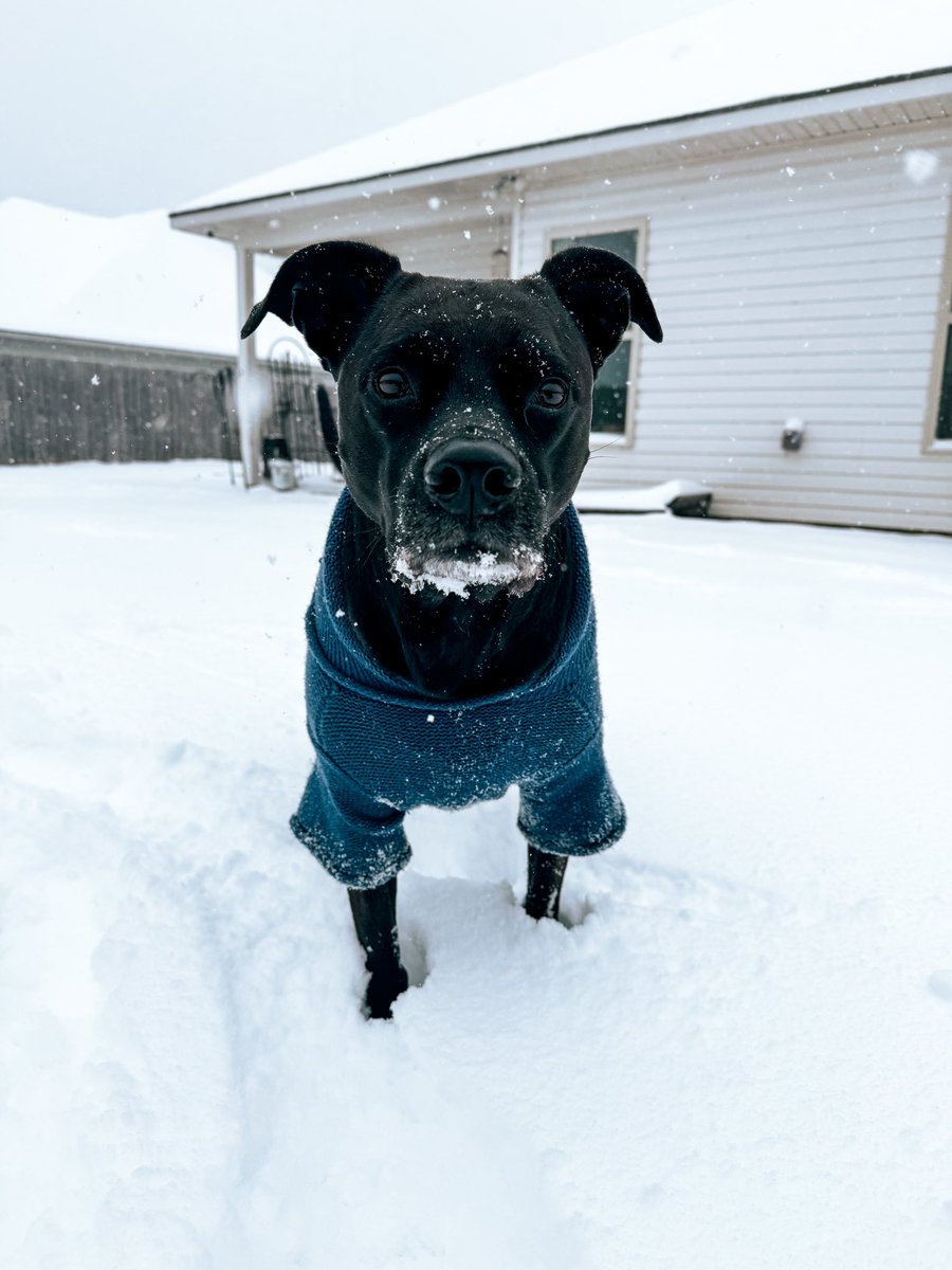 Baileybooserpas's tweet photo. we enjoyed our snow day ❄️🤍 https://t.co/2G0wrUNHHj