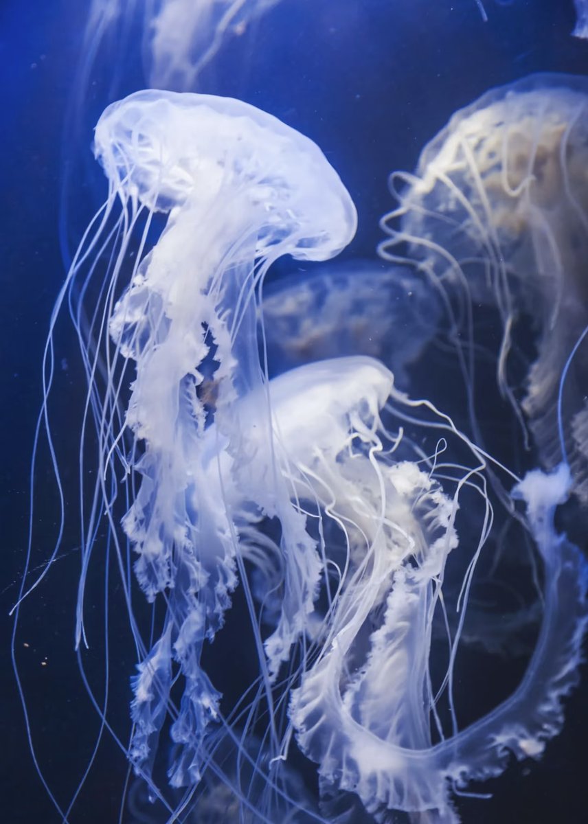 DonnaMartin87's tweet photo. So beautiful, like a fairy in white. #medusa https://t.co/qStaEfYrjl