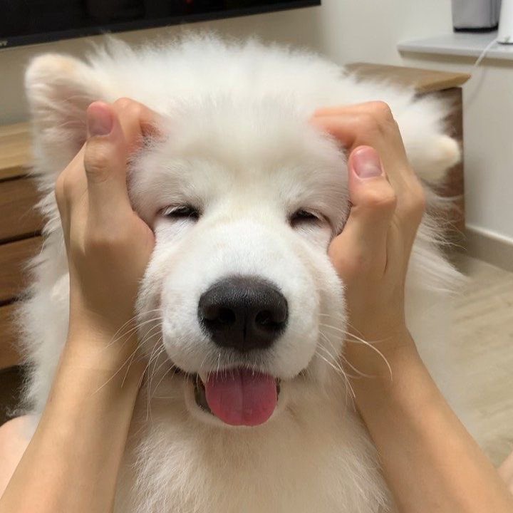 Mallang_98B's tweet photo. 🐶 #bbil1ypn #babiibabe https://t.co/KA6YQ2QYjs