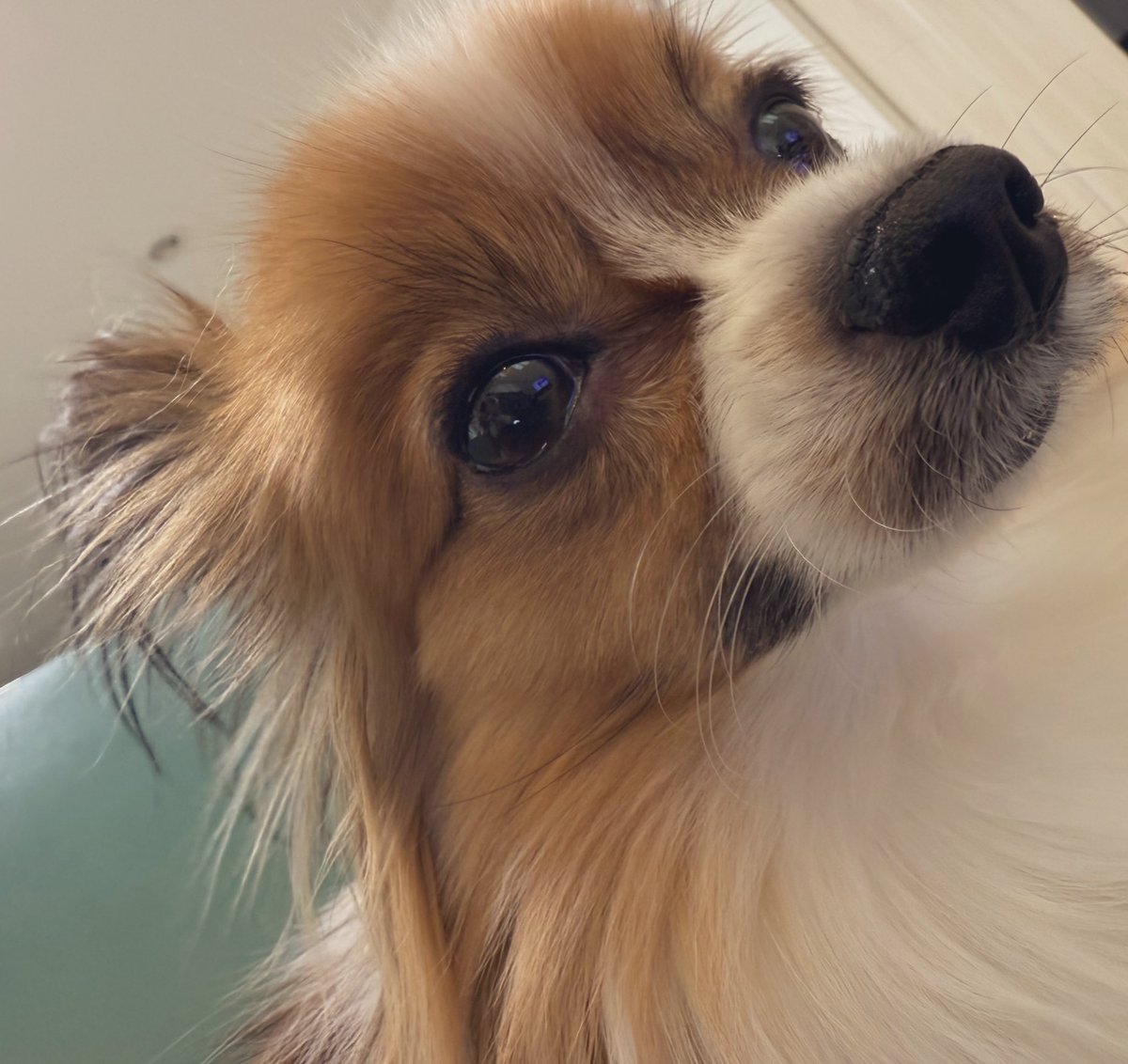 renrenpapillon's tweet photo. ママの上がぼくの定位置♡
あまえんぼー https://t.co/9qiyZulaB6