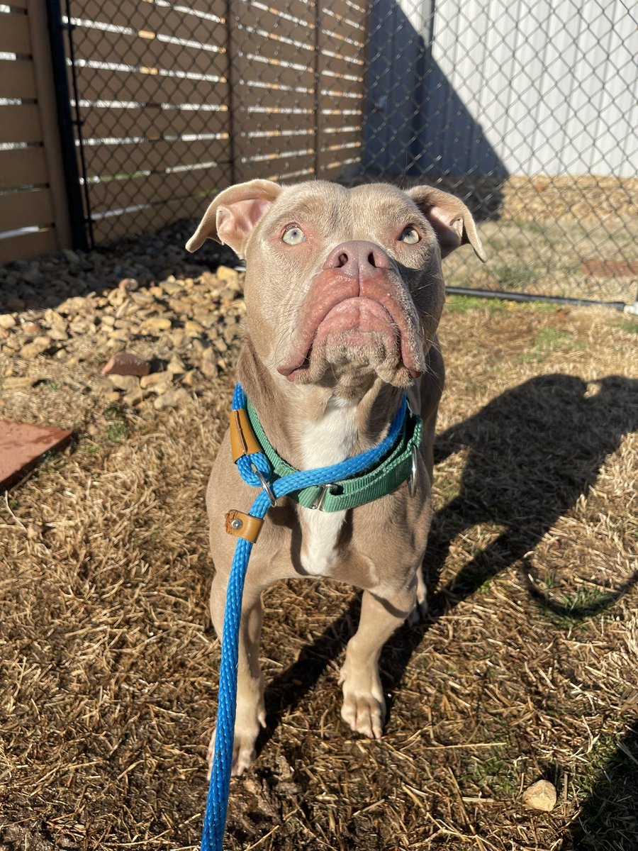 Lake Norman Humane tweet media