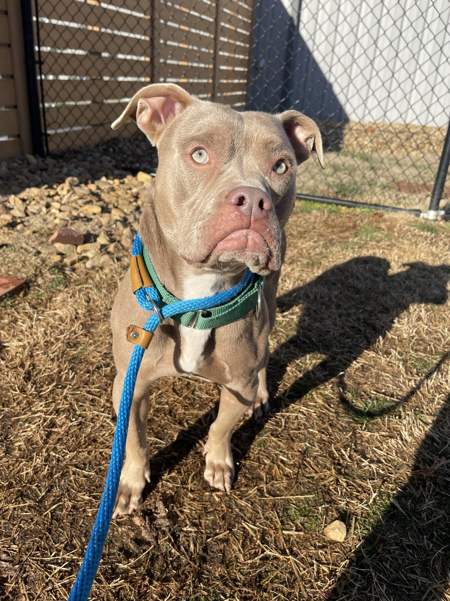 Lake Norman Humane tweet media