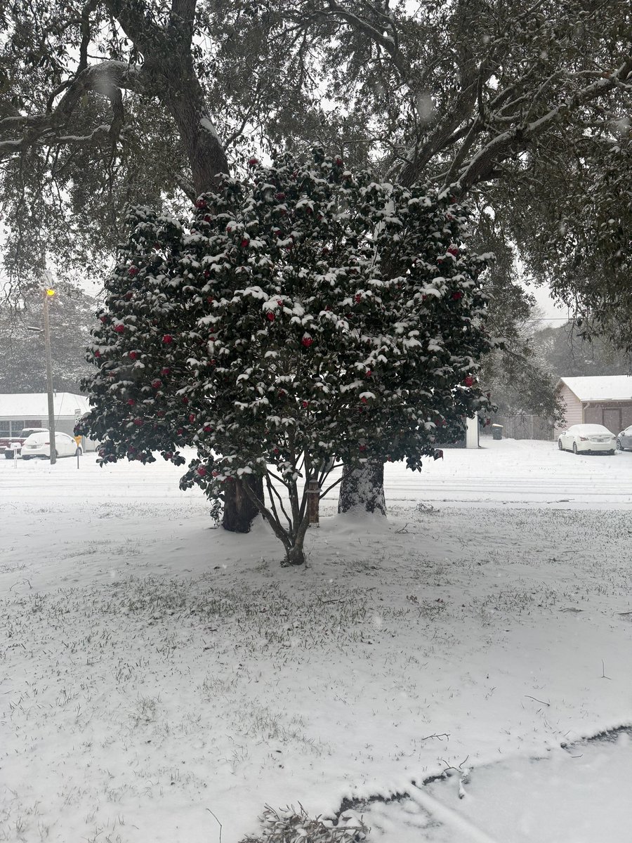 AshleyMAdami's tweet photo. This is the Florida Gulf Coast…best of both worlds 🌴❄️ https://t.co/PKMw9WGfUB