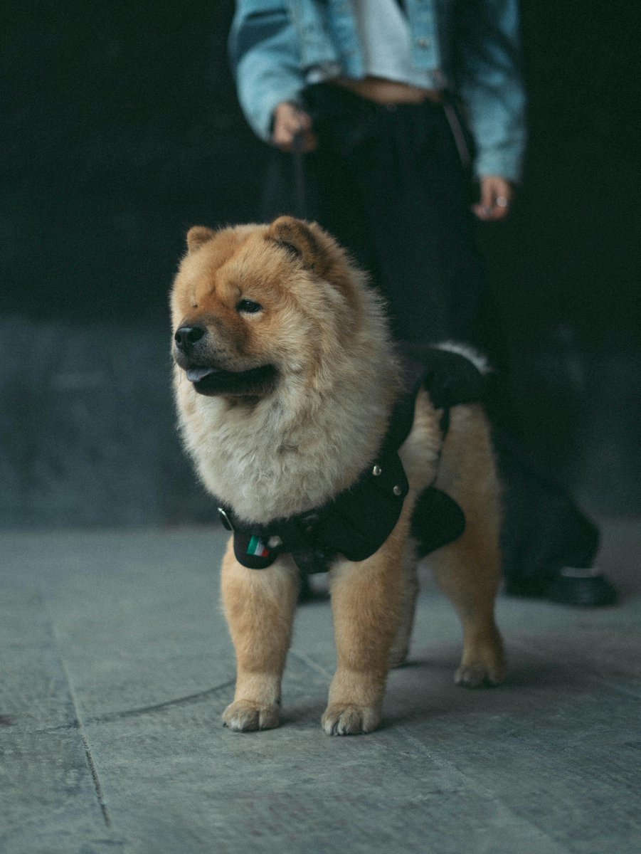 PoochRUsCo's tweet photo. Winter Tip for Chow Pups
Paw Balm: Apply a pet-safe paw balm to protect their pads from cracking due to cold weather or exposure to de-icing salts.

#ChowPups #ChowChow #ChowPuppies #ChowChowLove #ChowChowLife #ChowChowPuppy #ChowLovers #ChowChowCare #ChowTraining #dog #dogs https://t.co/eHRwaNeS5E