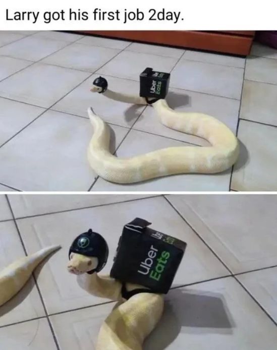 WholesomeMemes (@wholesomememe) on Twitter photo 