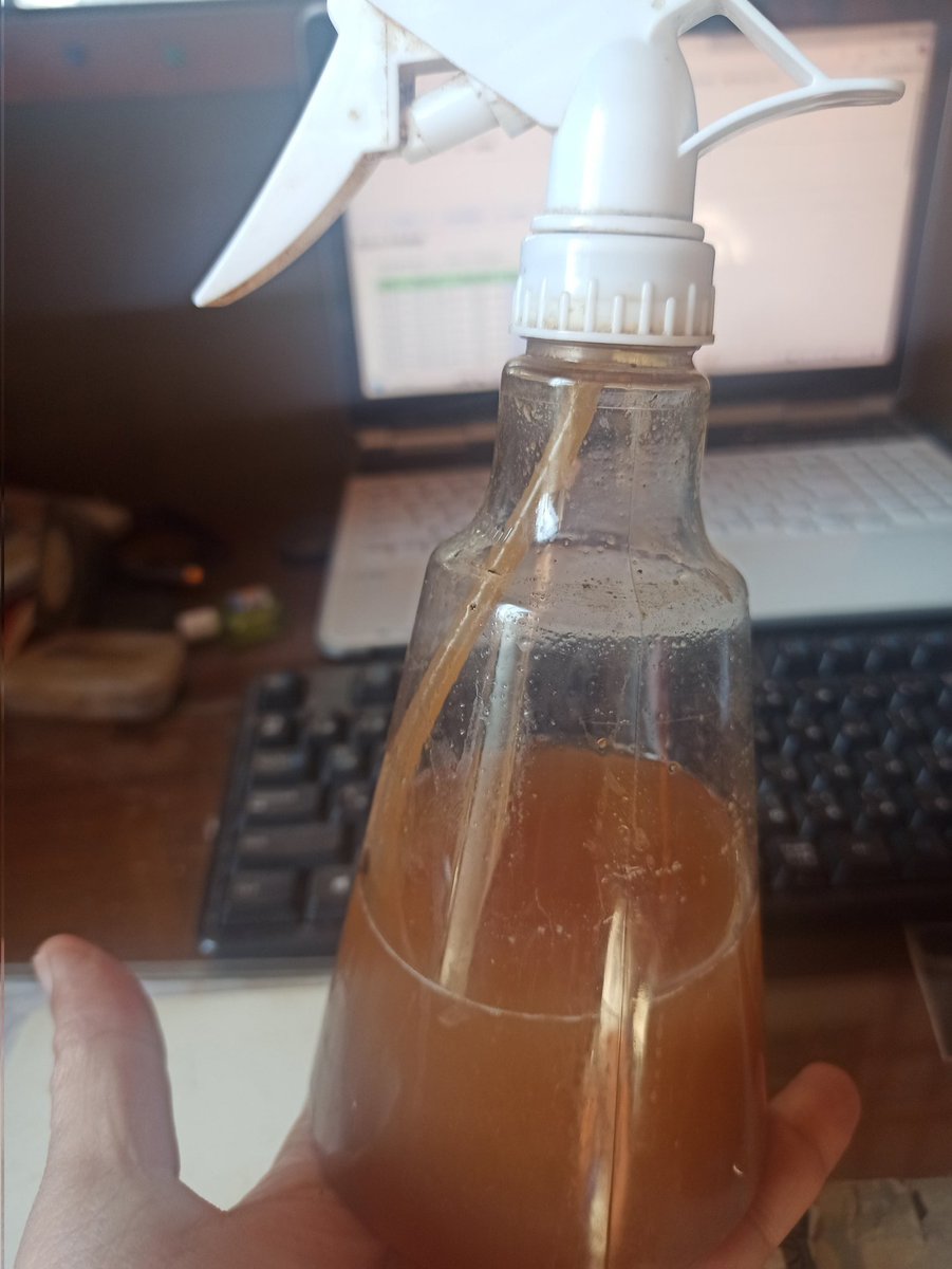 kanman740's tweet photo. タマリンドを桑の葉茶とウラジロガシ茶とルイボスティーをブレンドして髪は吹きかけるとヤッパ今迄で1番黒くなる。インドネシア人が塗ると黒くなる民間療法は嘘じゃない。
食べてるからな中からも活性酸素を消すみたいで根本から黒くなるが固まる https://t.co/fMQhowcmFJ