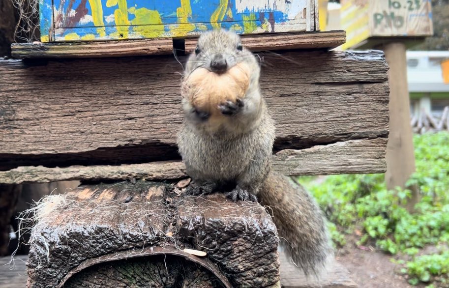 昨日1/21は #リスの日 でした🐿️ #リス への理解を深めるのと同時に
