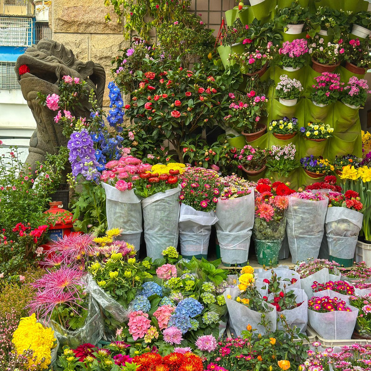pixelpizzazzCN's tweet photo. 🌸🌺 A flower market before the #SpringFestival 🌼🪻
📆: 22nd January 2025
📍: Bird and flower market, #Xiamen, Fujian province, #China
📸: ShotOniPhone 14 #Procamera
#photography #PhotographyIsArt #photooftheday #flowerpower #FloralBeauties https://t.co/Q6dNQAKzJ9