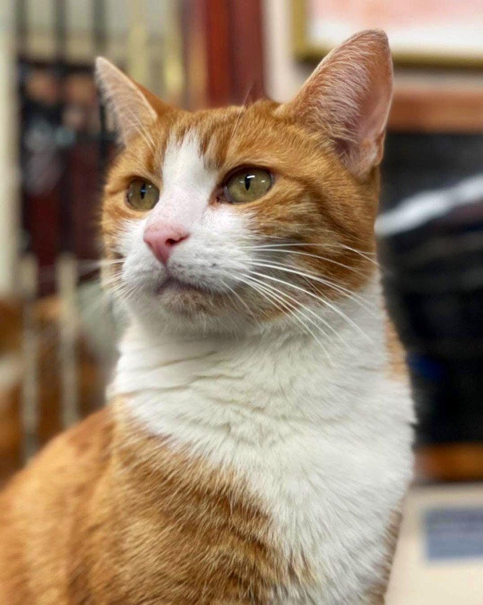George The Stourbridge Junction Station Cat tweet media