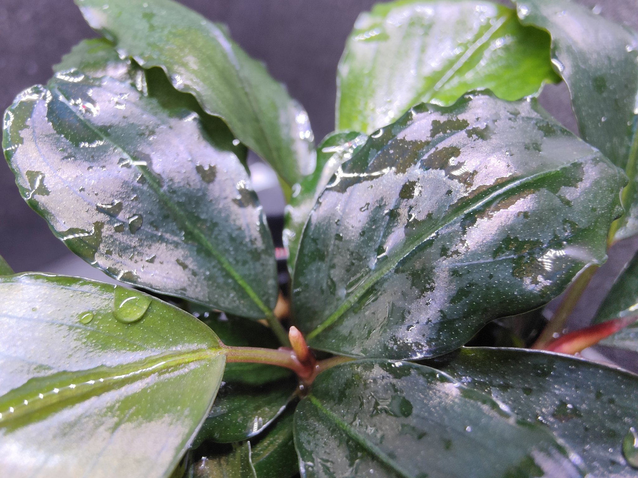 807さんBUCEPHALANDRA 光沢優先 807さんBUCEPHALANDRA 光沢優先 807