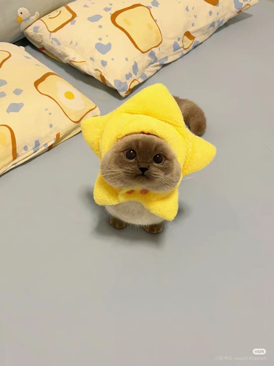 TheCatsX's tweet photo. Little star ⭐ https://t.co/qoYjdiyzJE