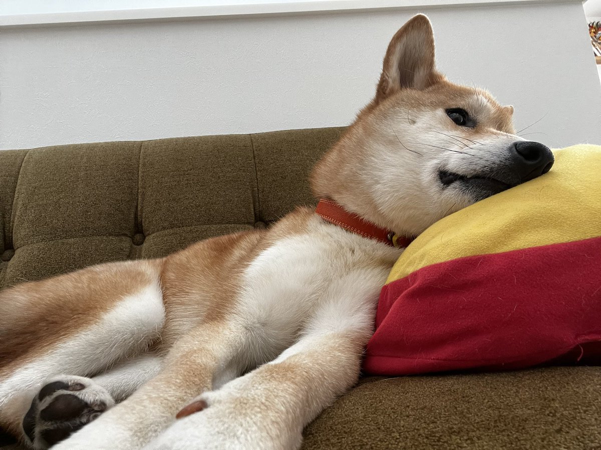 sibainu61822's tweet image. 今日のわんこ🐕🐕 ͗ ͗
 #今日のわんこ #柴犬 #柴犬兄妹 #黒柴 #赤柴 #柴犬ワンコ #柴犬マニア #柴犬のいる暮らし #柴犬のいる幸せ