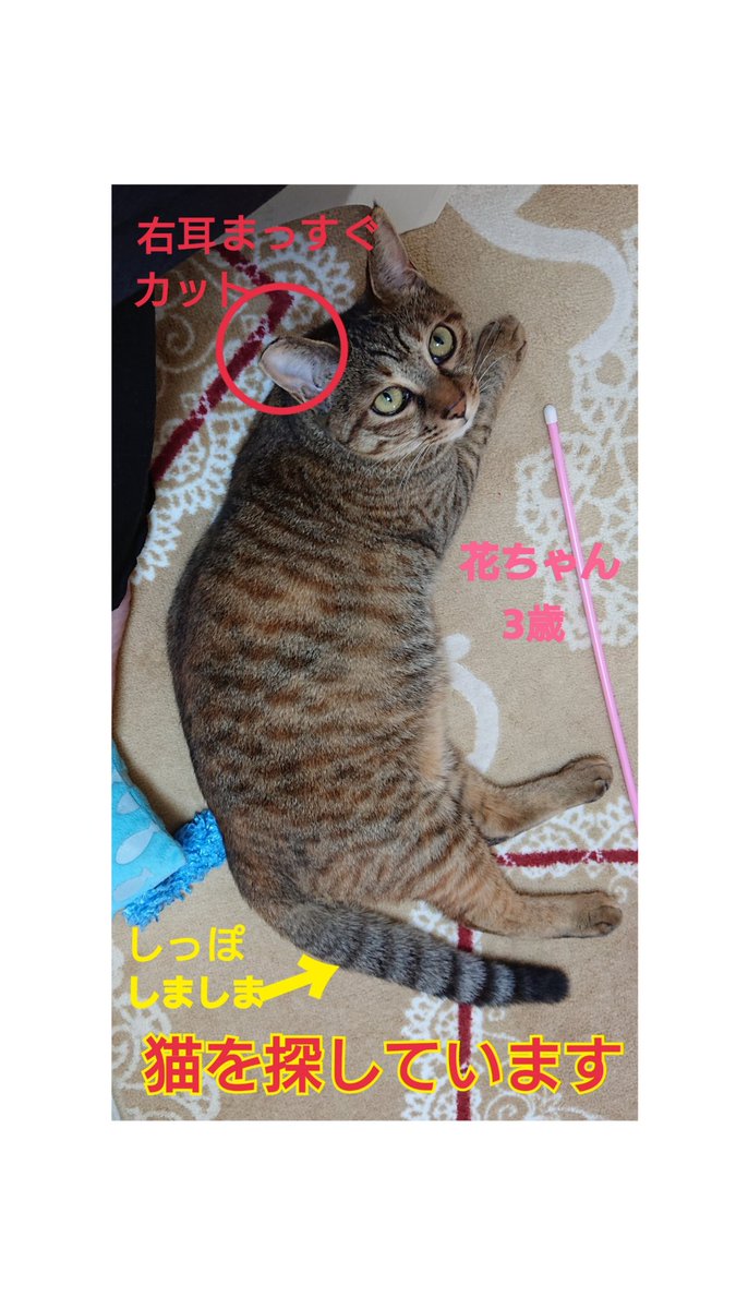 squirrelemi's tweet photo. 猫を探しています。麦わら猫または、茶系のキジトラ。2024年4月11日横浜市金沢区富岡東の自宅から外に出てしまい行方不明のままです。些細な情報でもありましたら教えて下さい。
#猫を探しています 
#拡散希望 
#リポストお願いします 
#横浜市金沢区 
#よこかな https://t.co/fjLLPEQ6eb